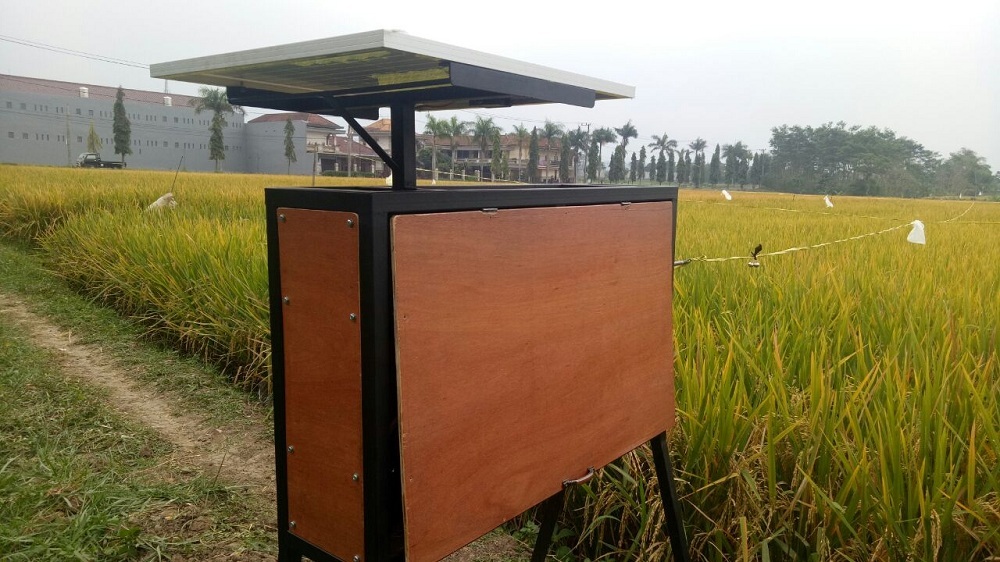 Cara ampuh mengusir burung di sawah