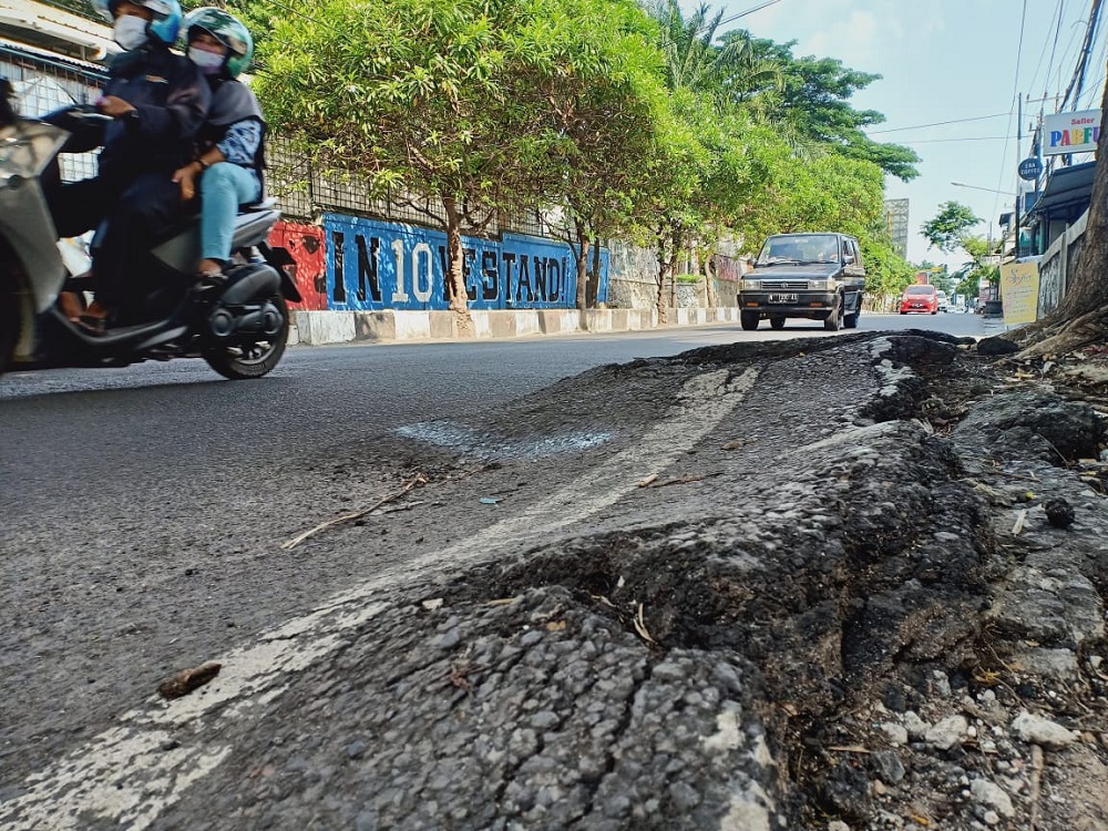 Akar salah satu pohon besar menonjol ke luar aspal di Jalan Raya Sumbersari Kota Malang (barat pertigaan ITN Malang). (Foto: Mita/humas)